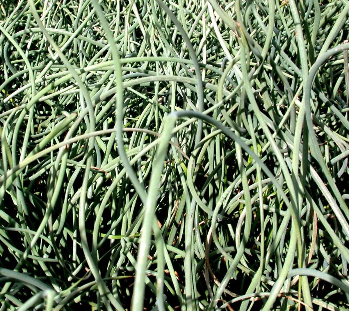 Juncus inflexus "Afro"