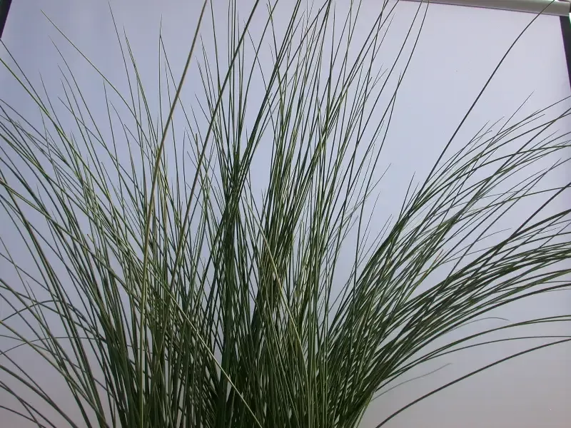 Juncus inflexus "Lovesick Blues"