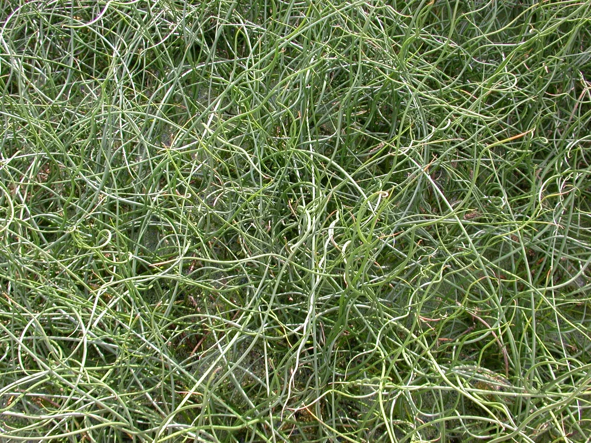 Juncus patens "Blue Dart"