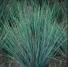 Juncus Patens "Blue Rush" (Common Rush)