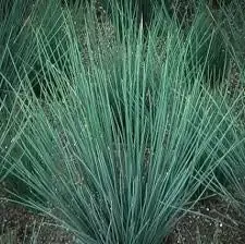 Juncus patens "Blue Rush"