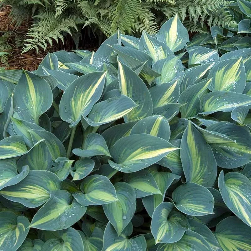 ‘June’ Hosta