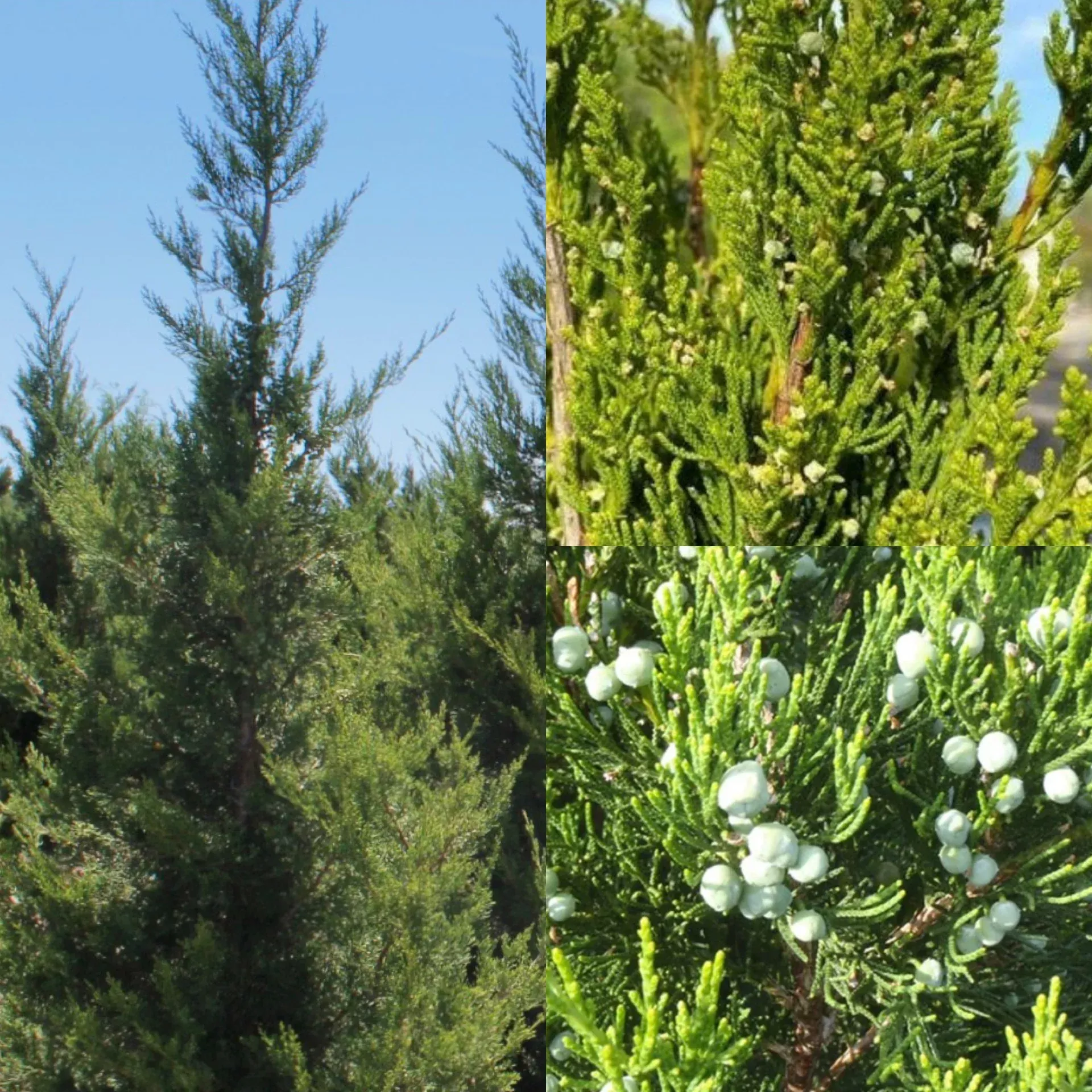 Juniper ch Fairview 4'