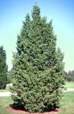Juniper ch Iowa 7'