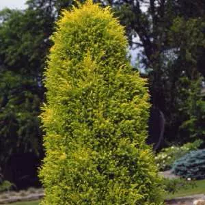 Juniper com Gold Cone #6