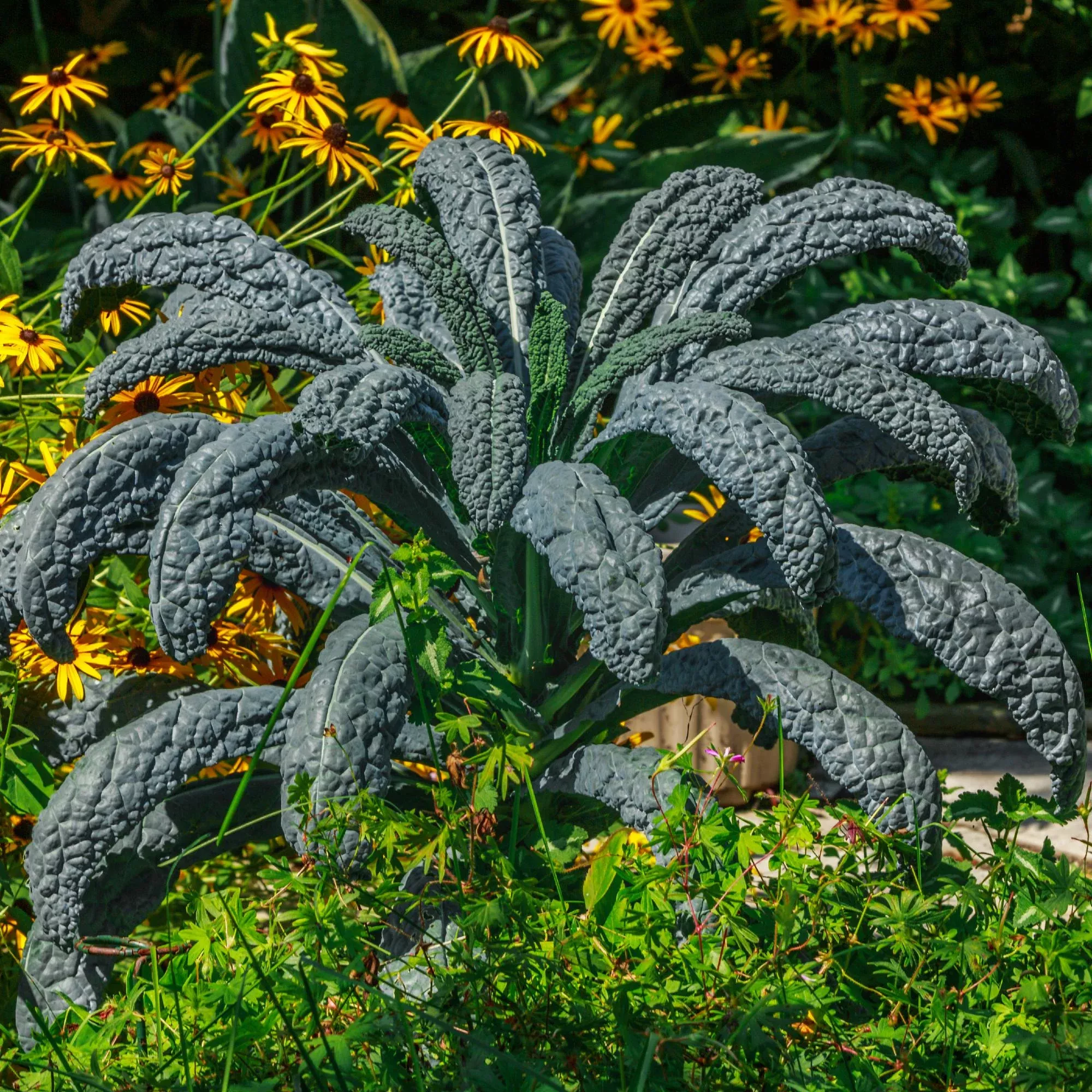 Kale - Dinosaur 2 Pack