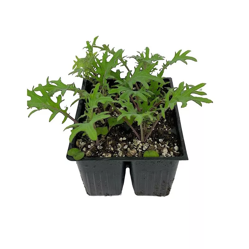 Kale, Red Russian