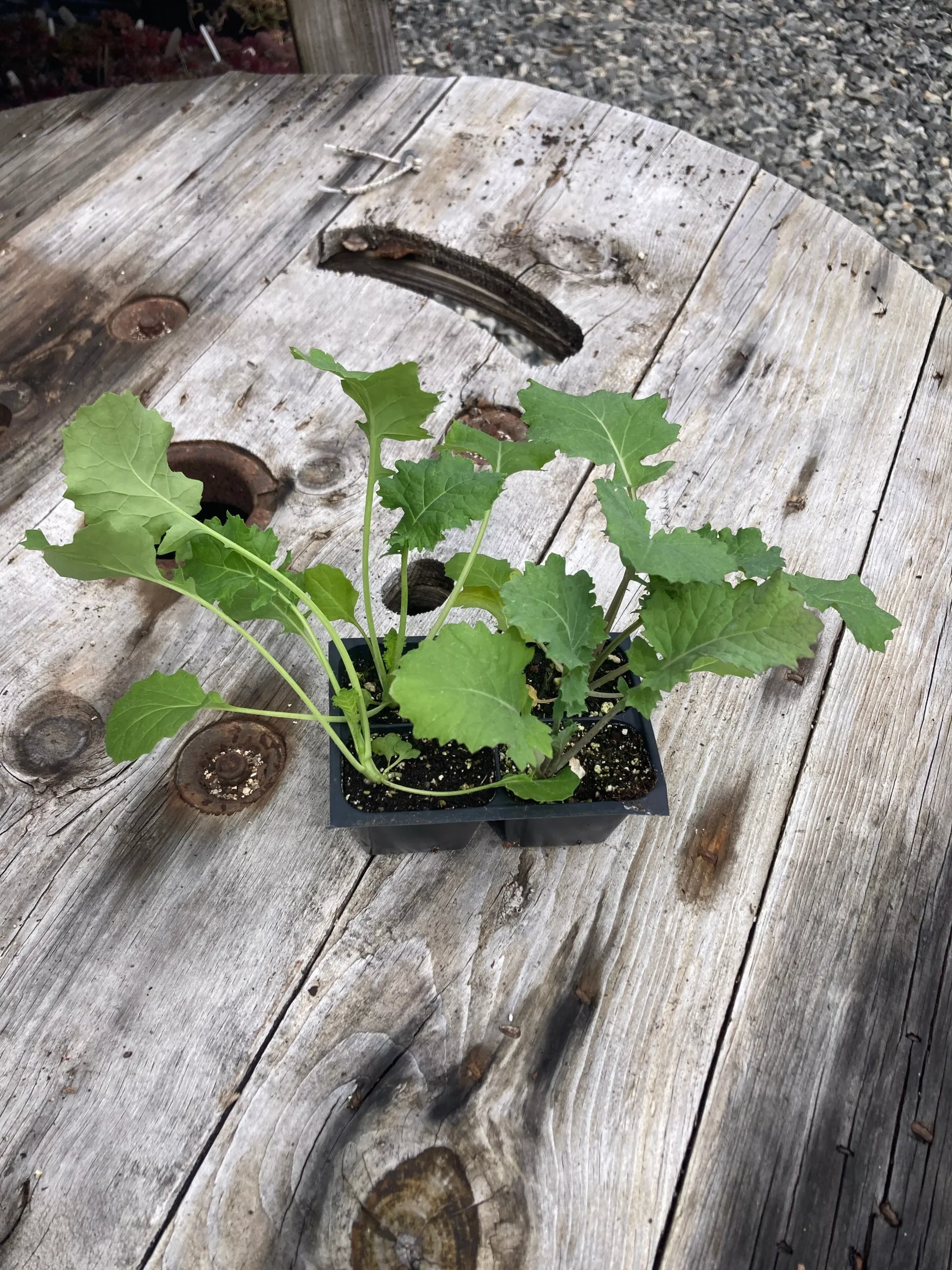 Kale, Siberian