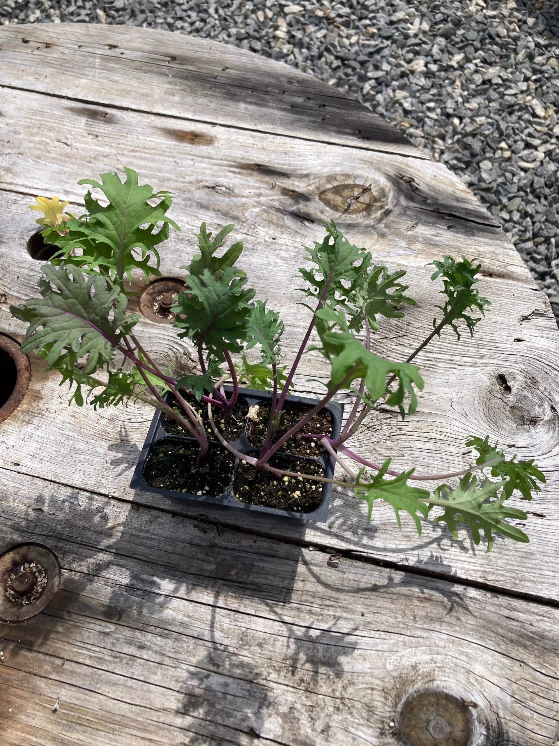 Kale, White Russian