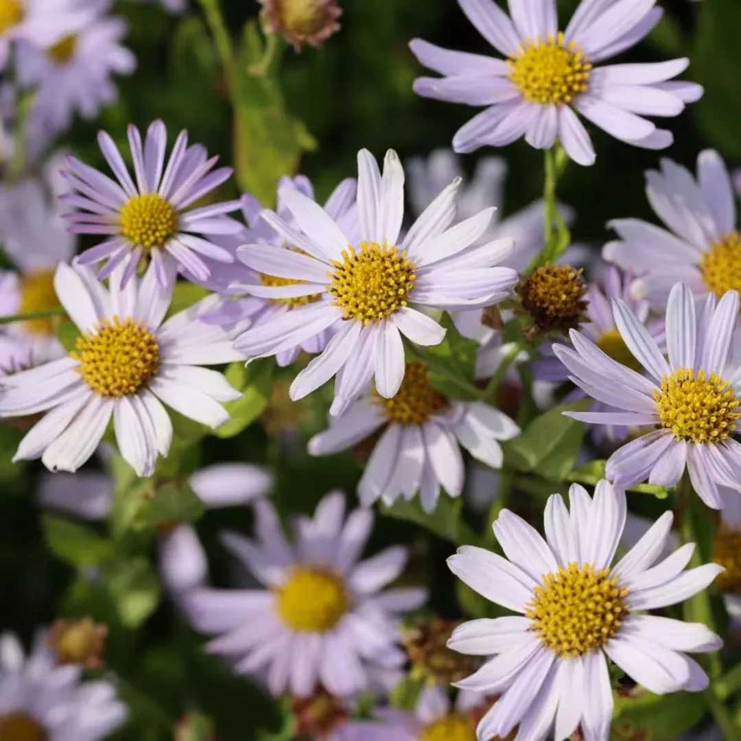 Kalimeris 'Blue Star'
