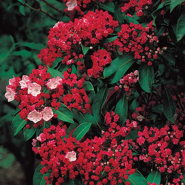 Kalmia l Olympic Fire #3