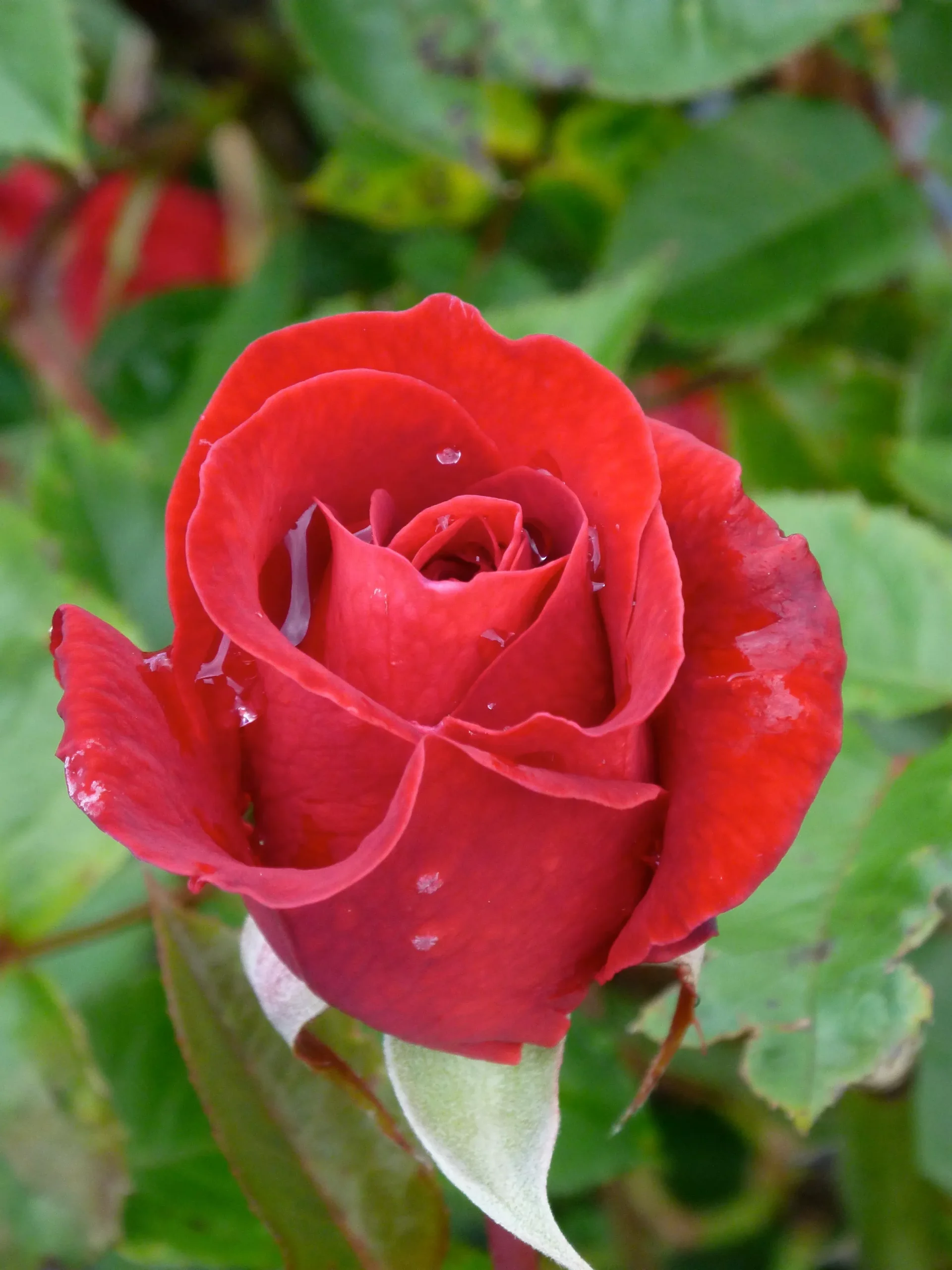 Kashmir Rose