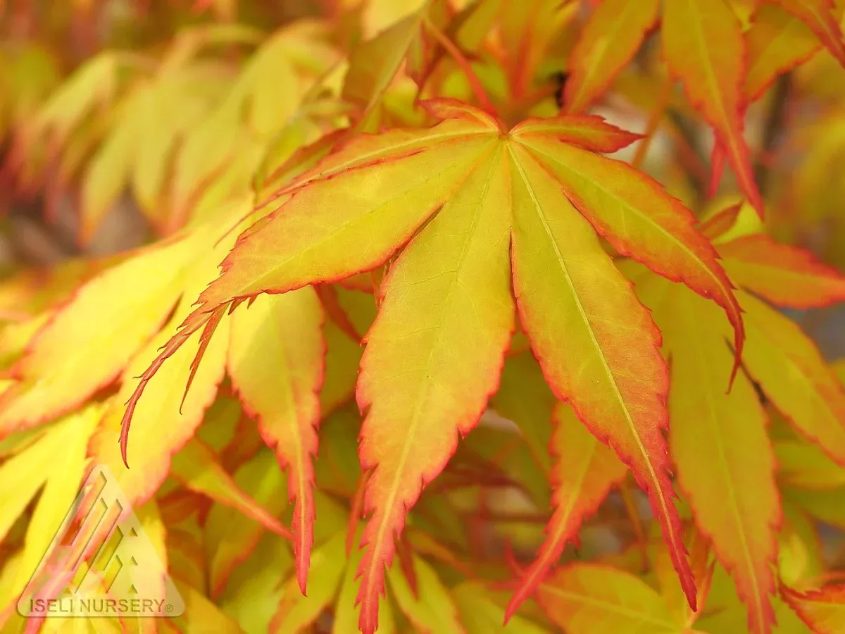 Katsura Japanese Maple