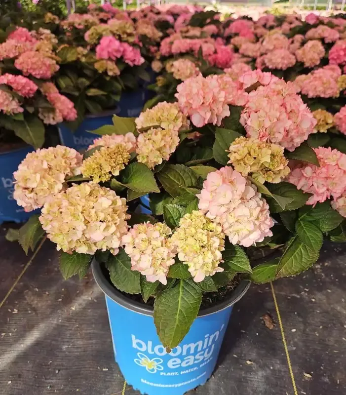 Kimono™ Bigleaf Hydrangea
