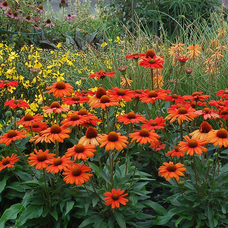 Kismet Intense Orange Coneflower