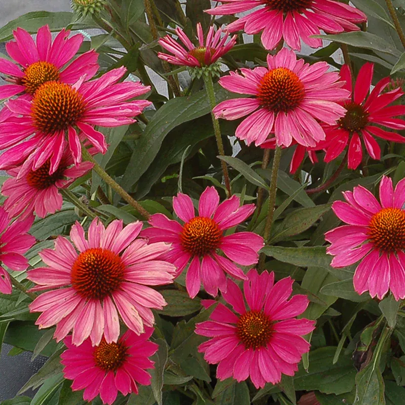 Kismet Raspberry Coneflower