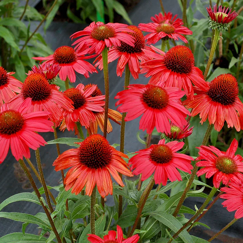Kismet Red Coneflower