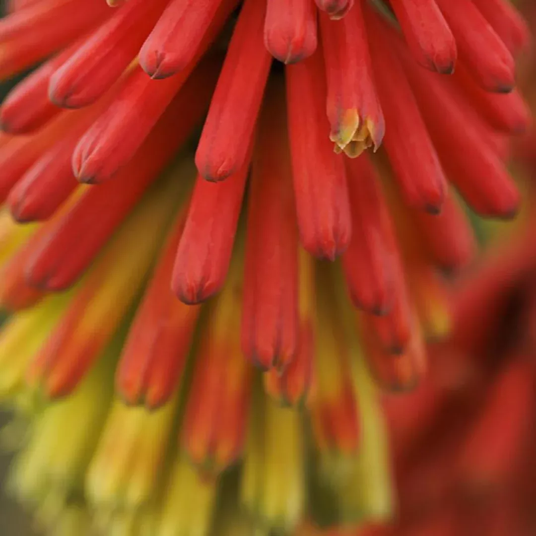 Kniphofia 'Fire Dance'