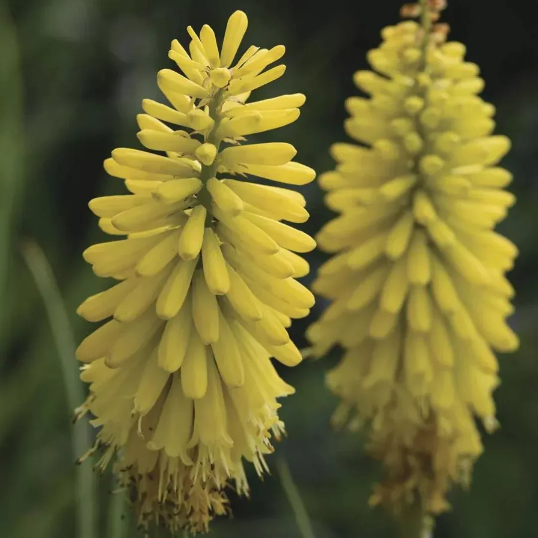 Kniphofia 'Glowstick'