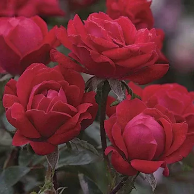 Knock Out - Rose Double Knockout