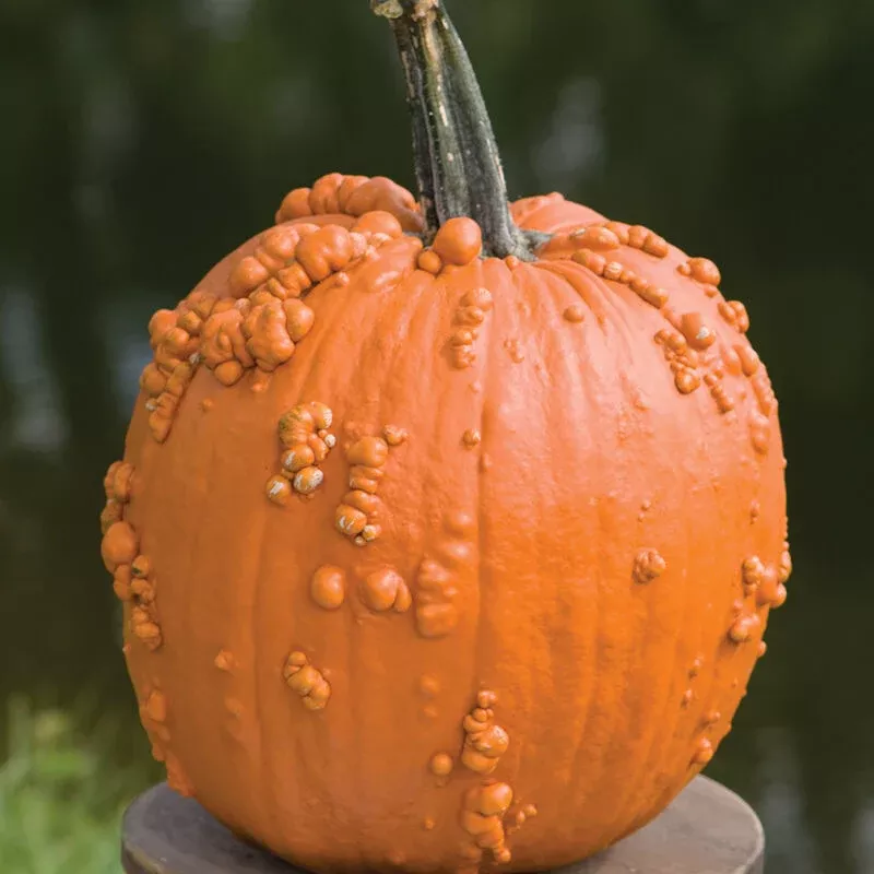 KNUCKLEHEAD PUMPKIN