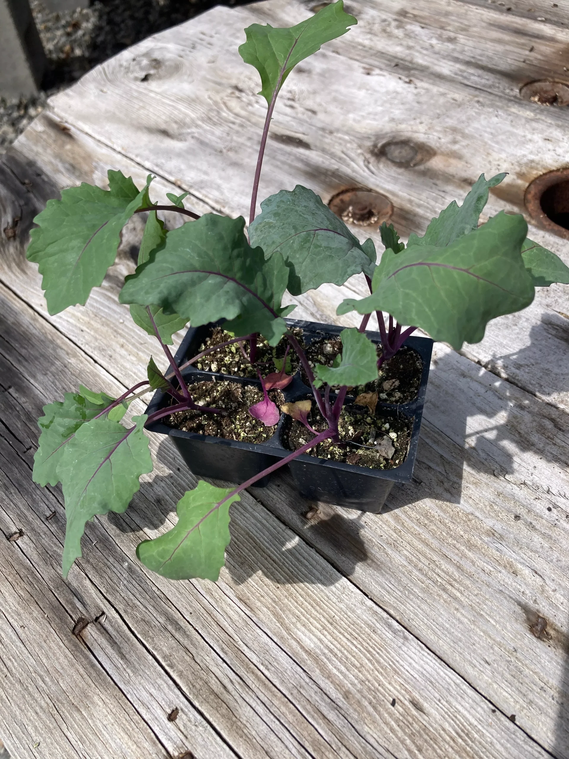 Kohlrabi, Purple Vienna