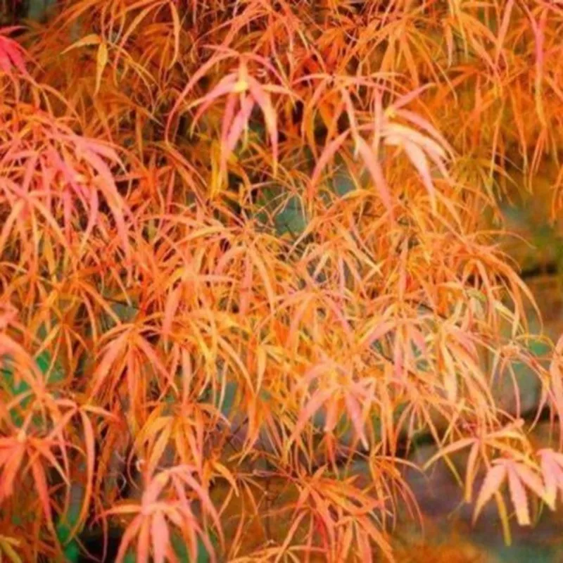 Koto-no-ito Japanese Maple