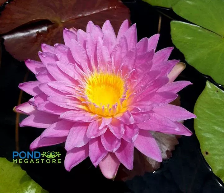 L'Amore Water Lily