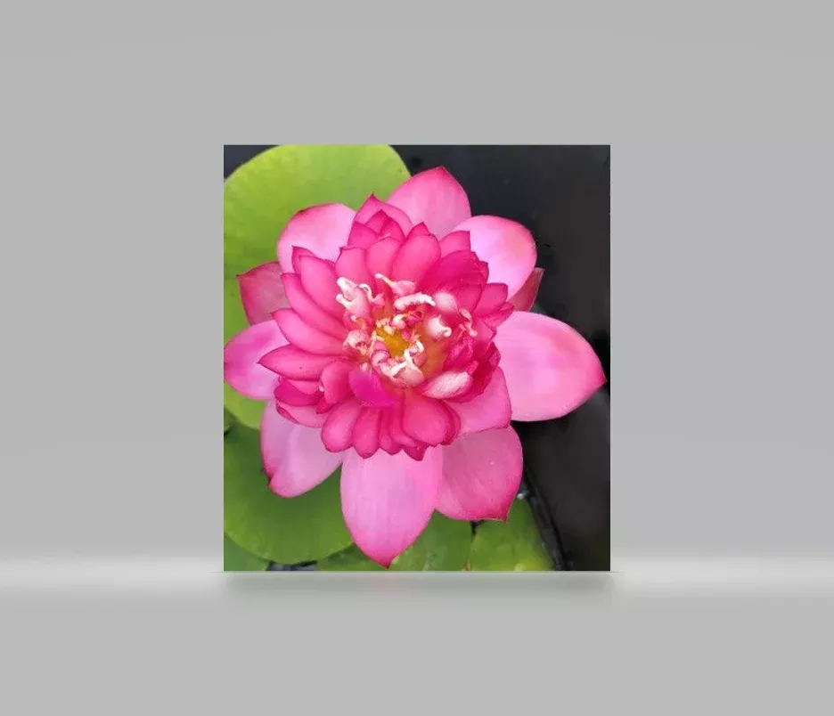 Lady Bingley Lotus