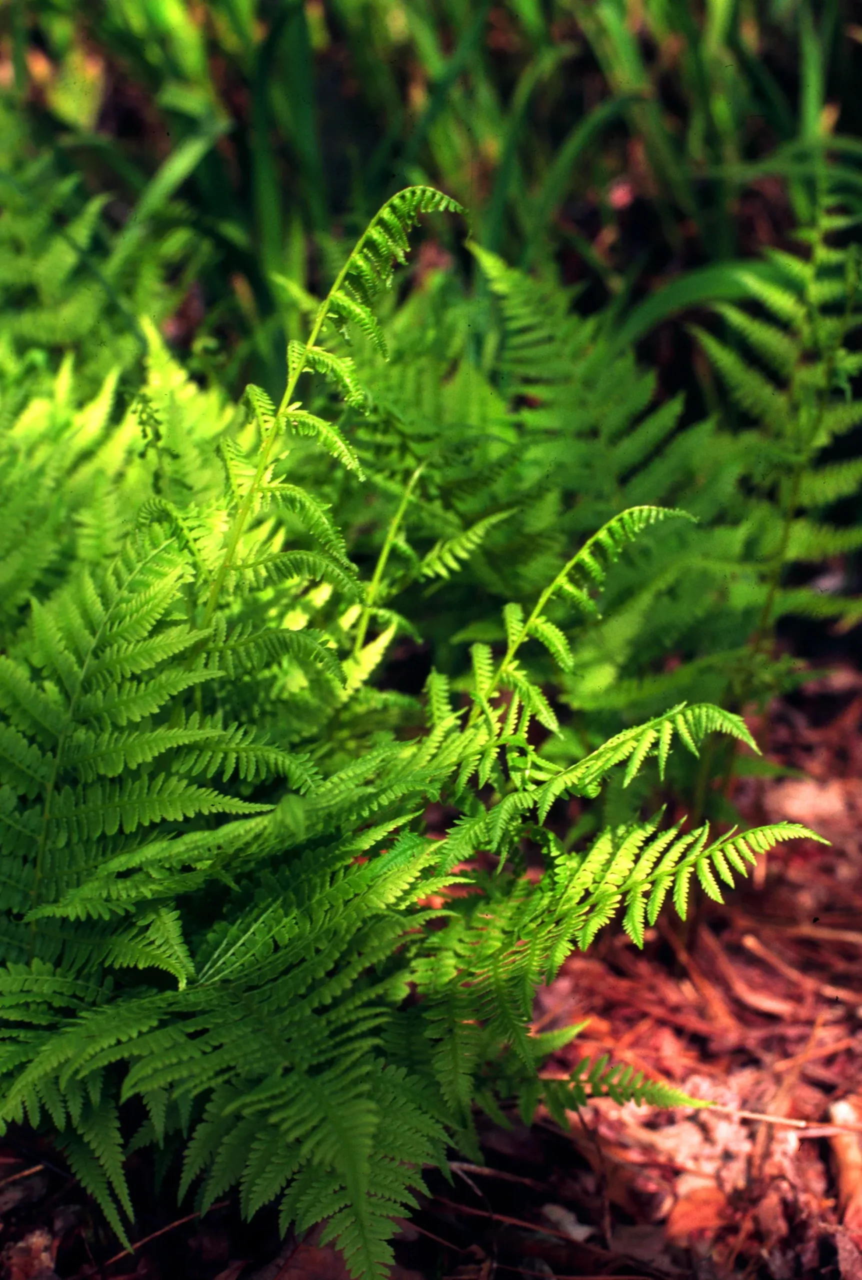 Lady Fern