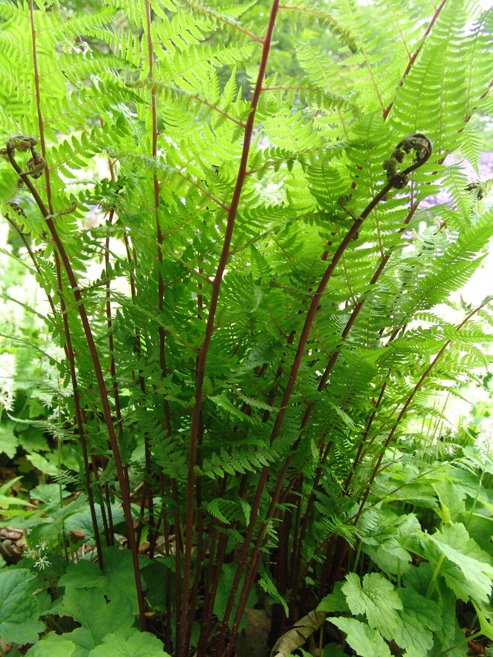 Lady in Red Fern