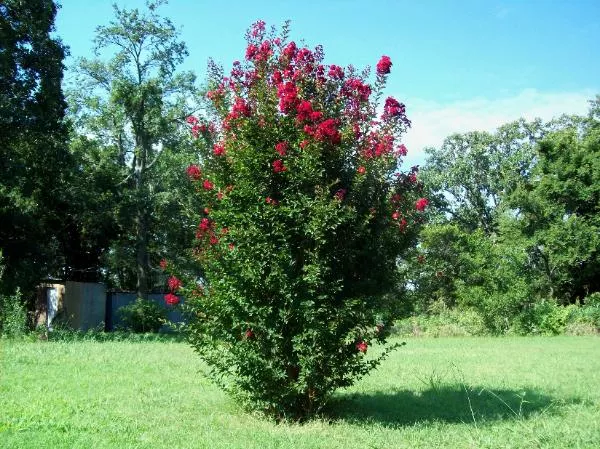 Lagerstroemia Red Rocket #3