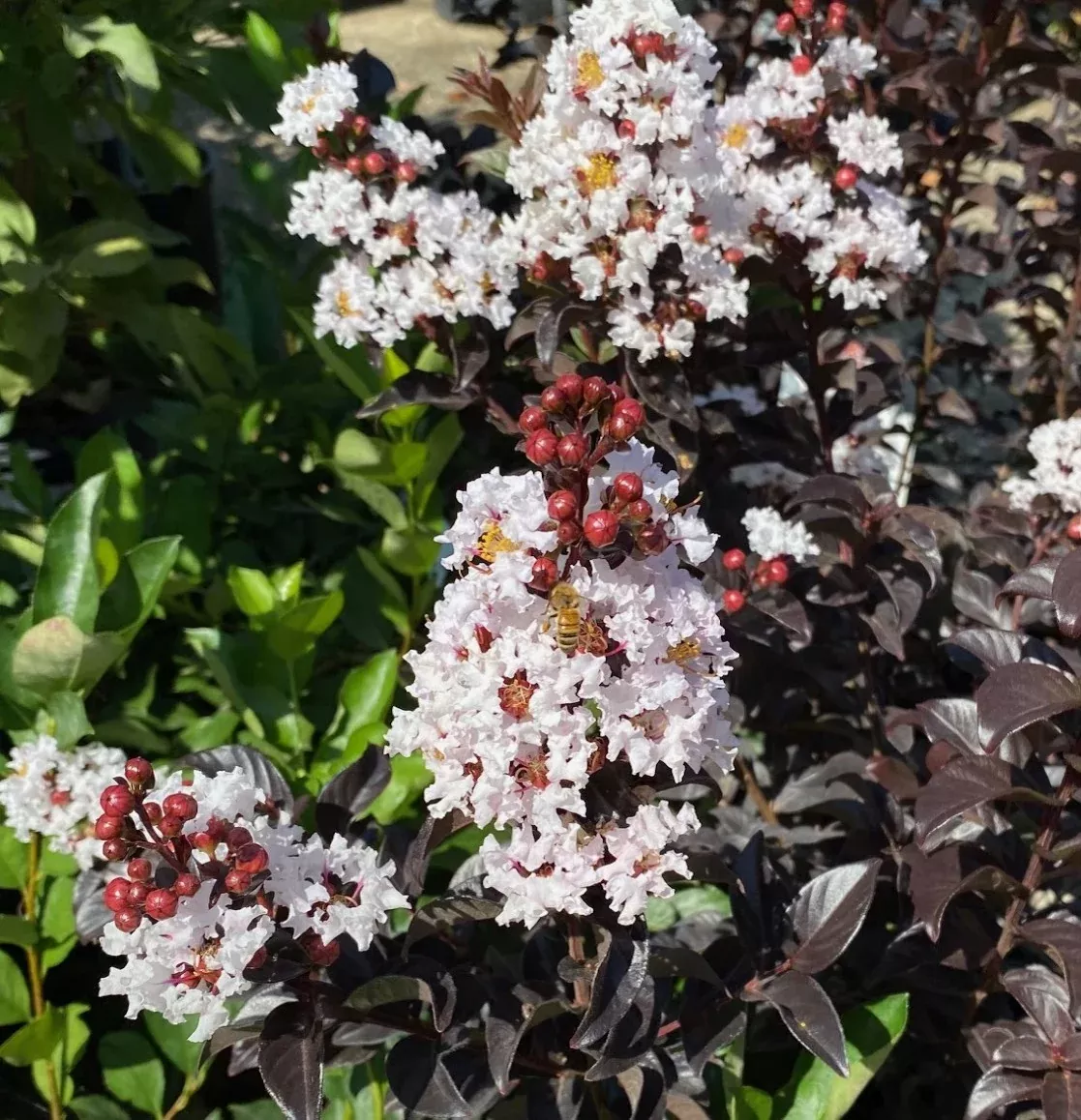 Lagerstroemia THS White Flash #3