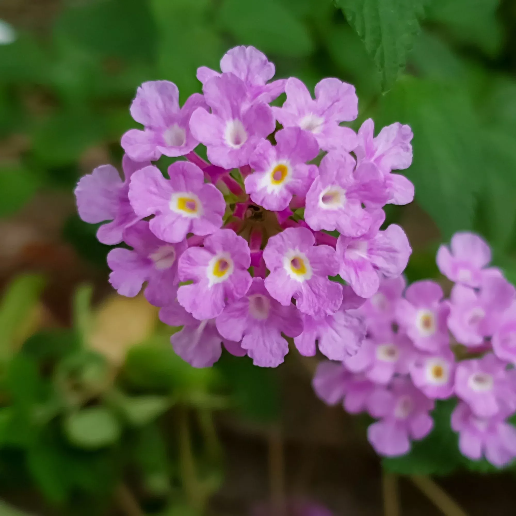 Lantana - Purple Falls Potted Plant 2 Pack