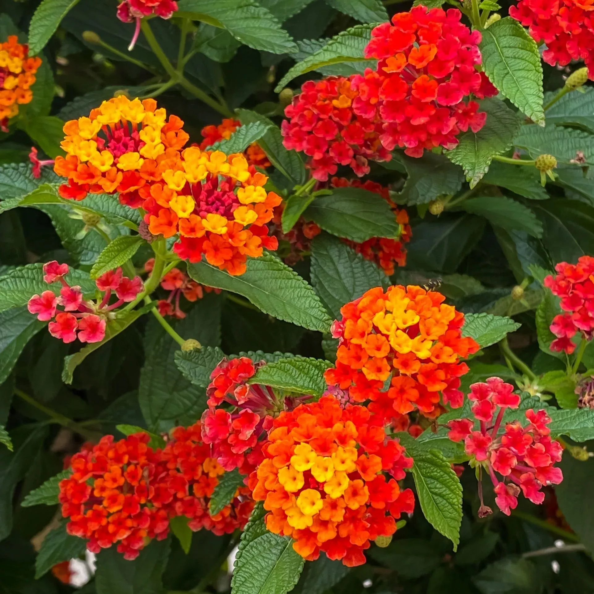 Lantana - Radiation Potted Plant 2 Pack