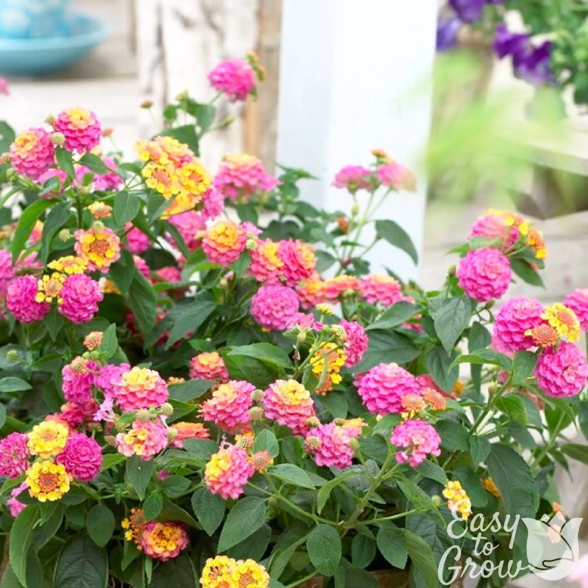 Lantana - Tropic Pink Bird Potted Plant 2 Pack