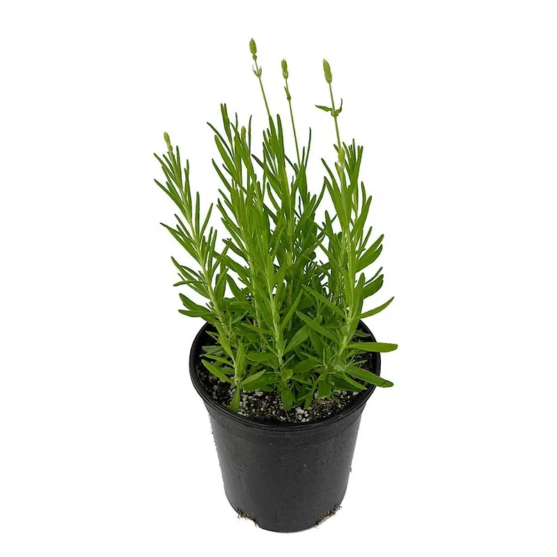Lavandula 'Ellagance Snow'