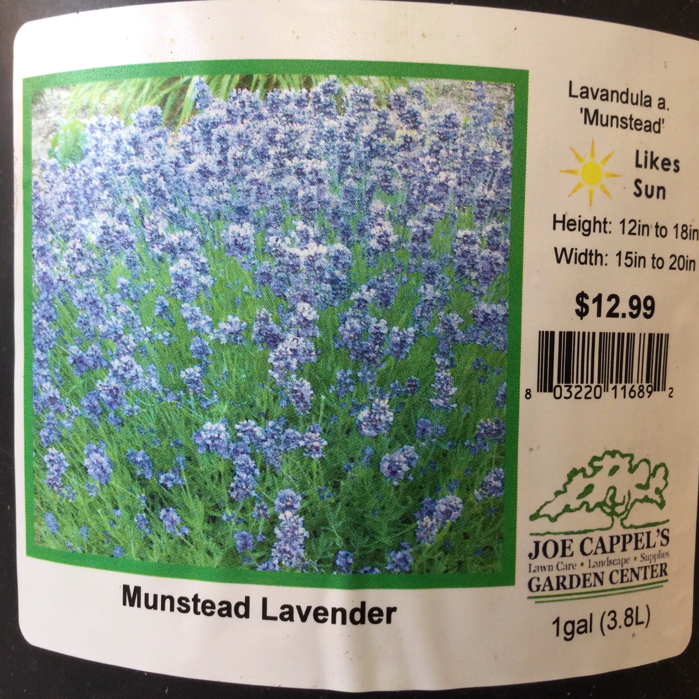 Lavandula 'Munstead'