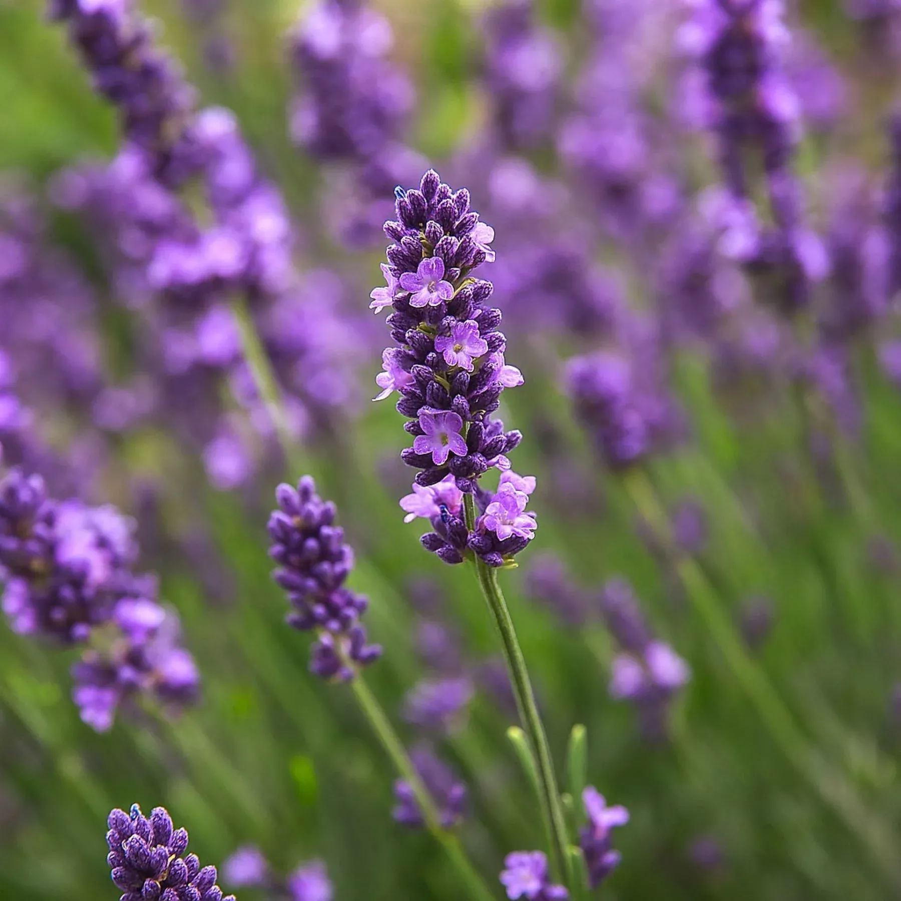 Lavender - Hidcote Potted Plant 2 Pack