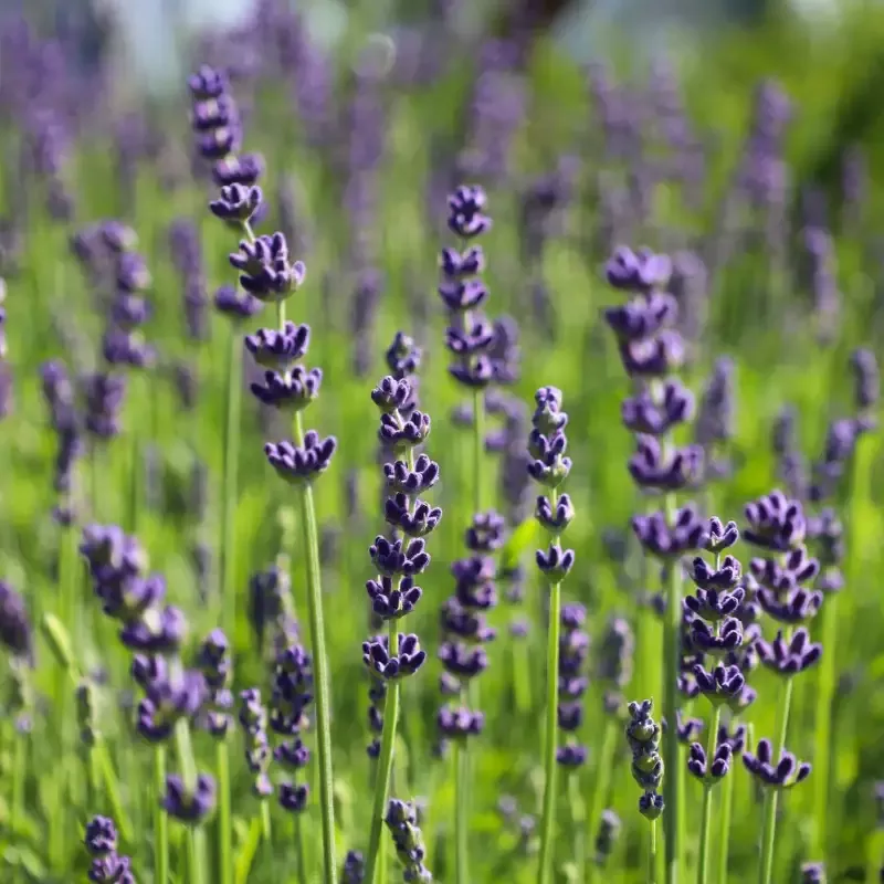 Lavender 'Hidcote'
