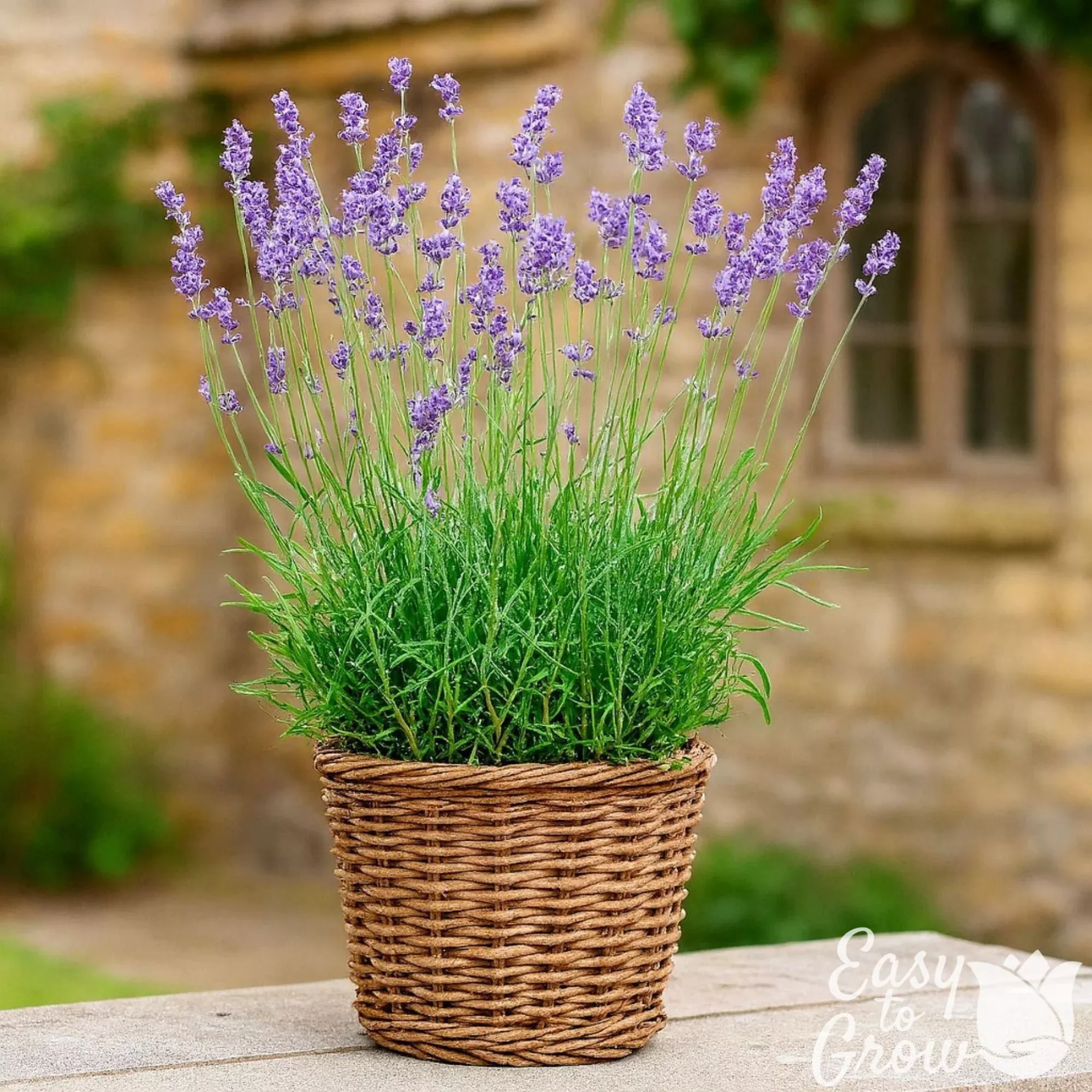 Lavender - Munstead Potted Plant 2 Pack