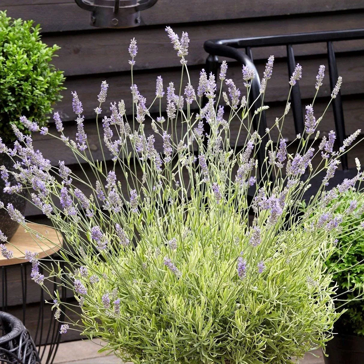 Lavender - Platinum Blonde Potted Plant 2 Pack