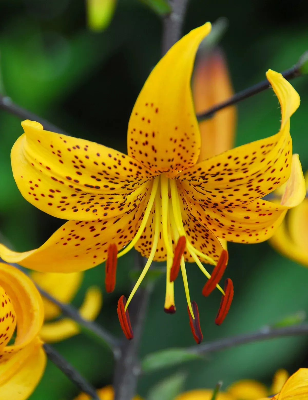 Leichtlinii Tiger Lily - 5 bulbs