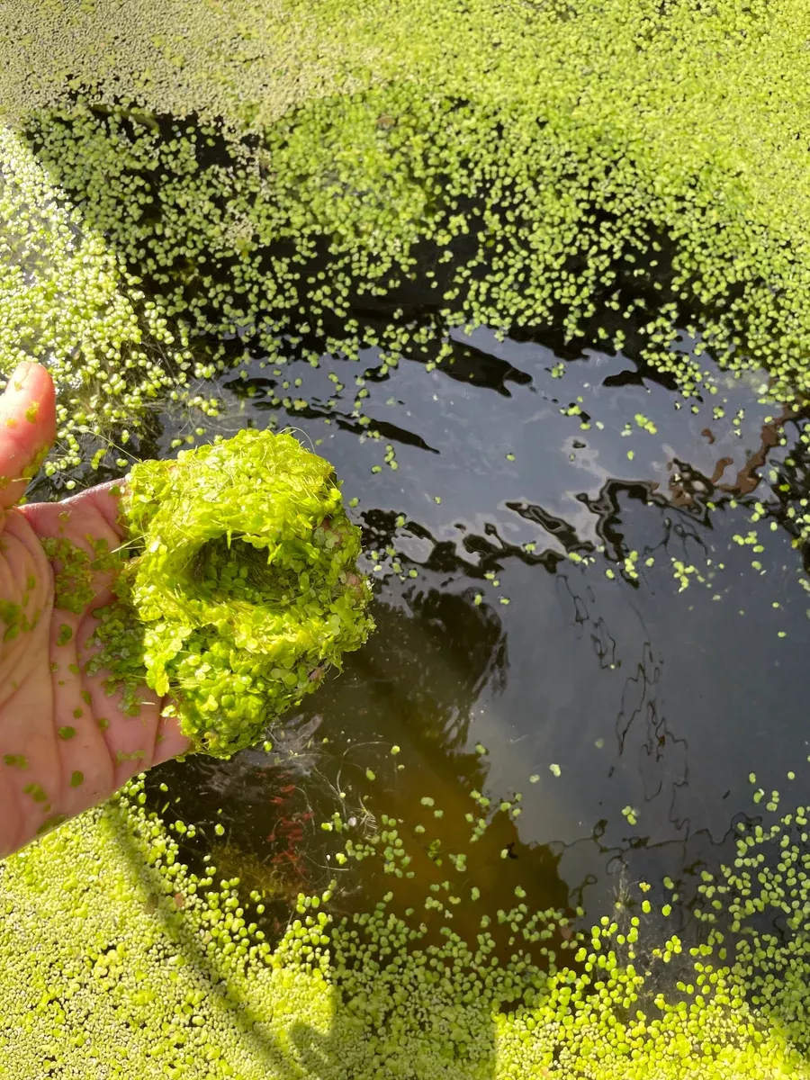 Lemnaceae "Duckweed"