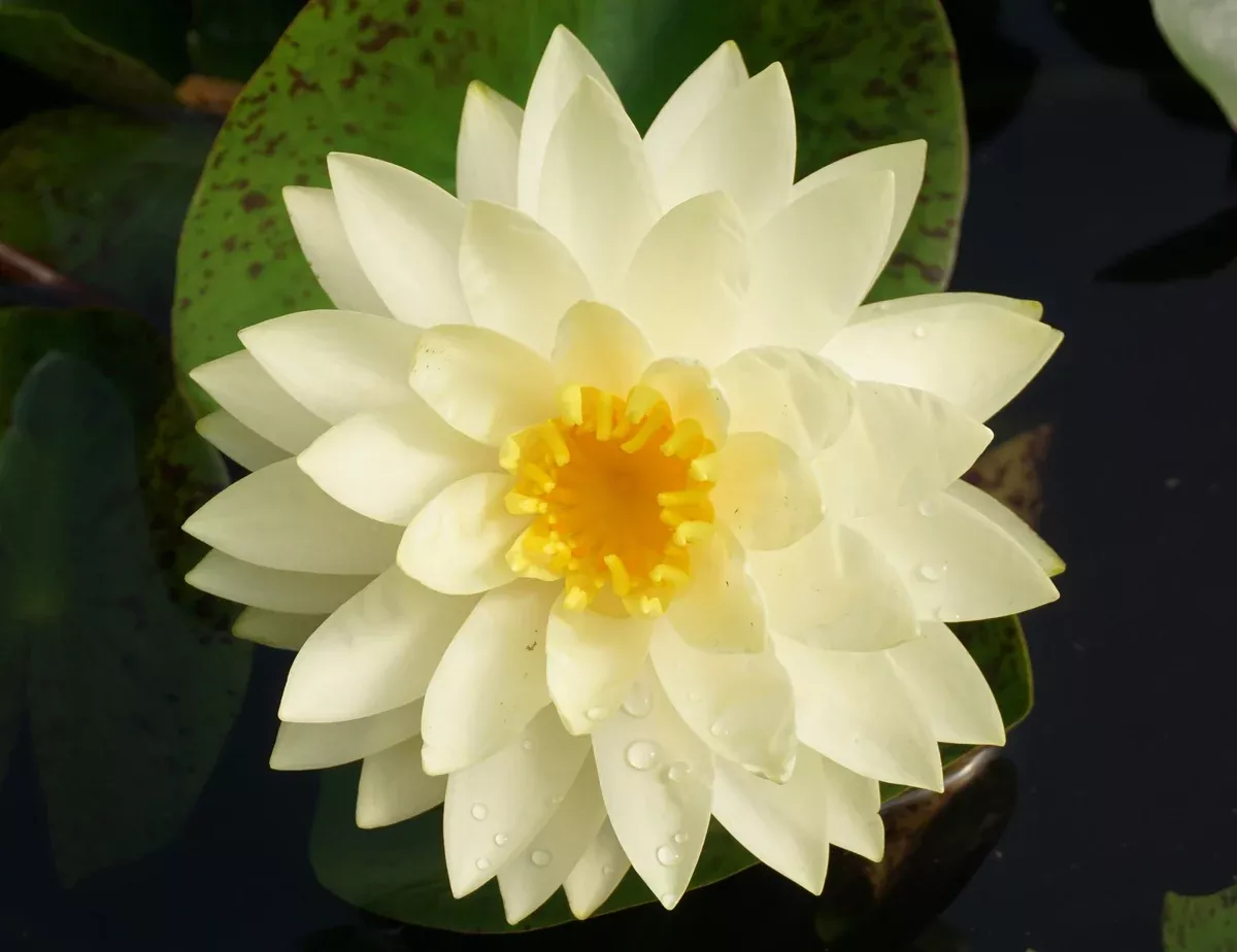 Lemon Chiffon - Yellow Hardy Lily