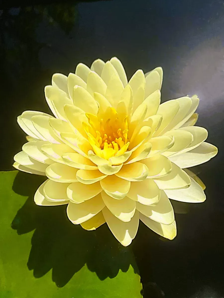 Lemon Meringue