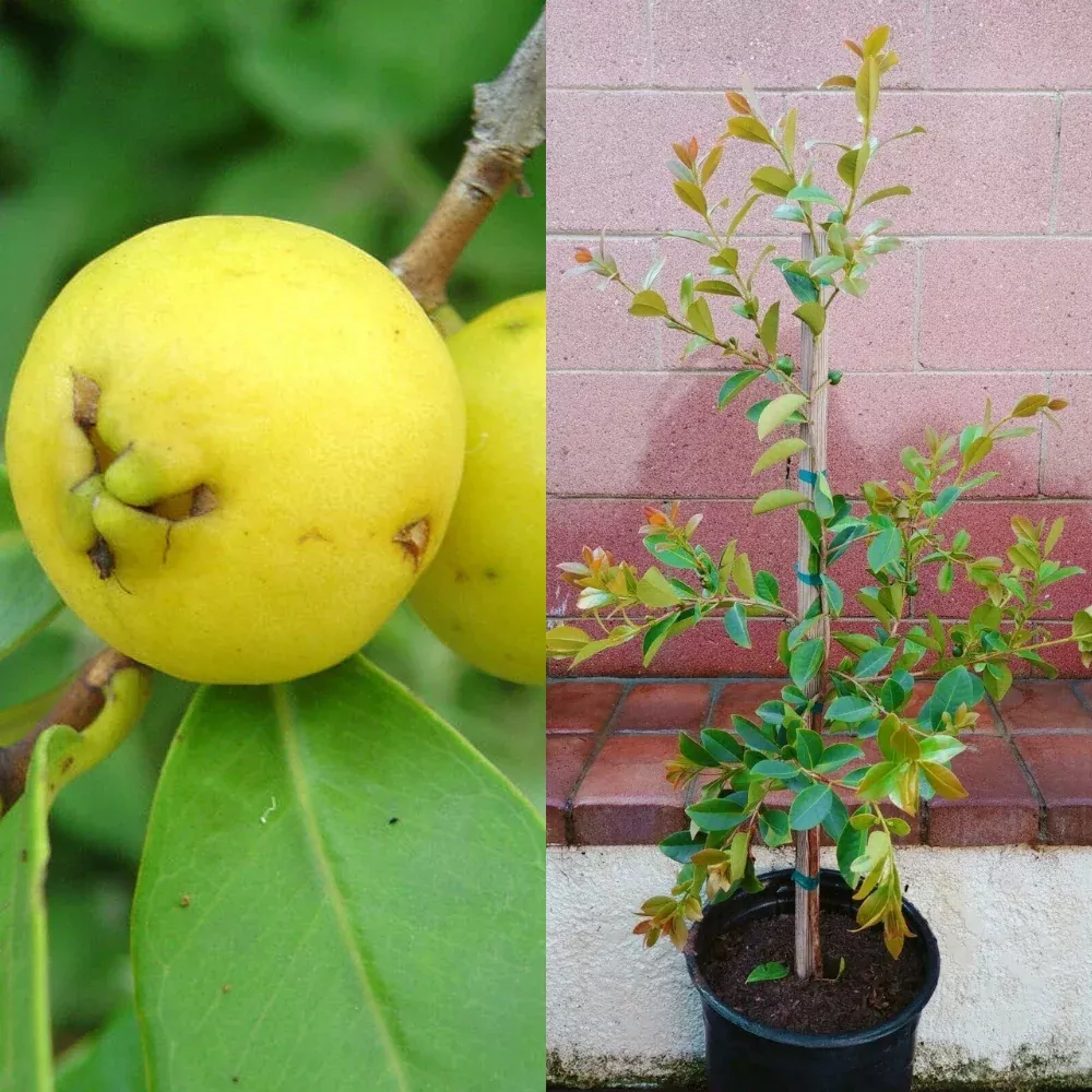 Lemon Yellow Guava Tropical Fruit Tree