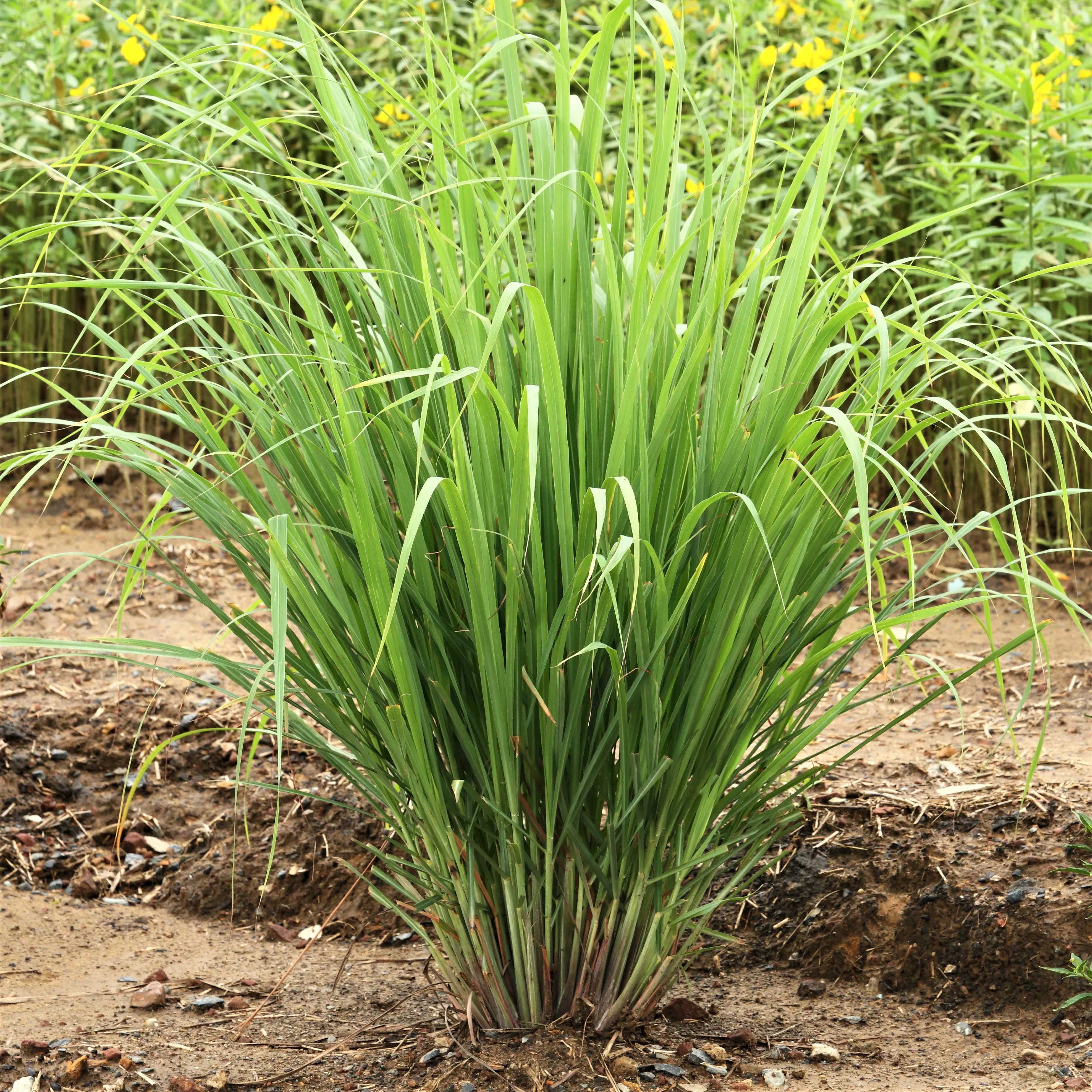 Lemongrass 2 Pack