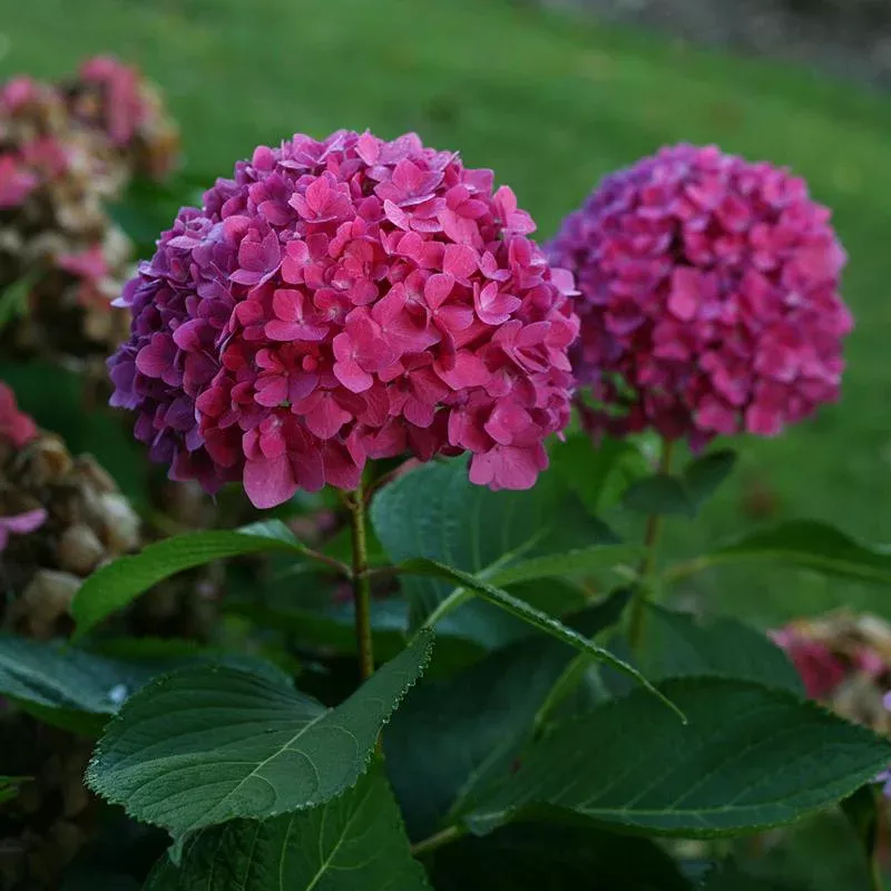 Let’s Dance Rave Bigleaf Hydrangea – DISCONTINUED