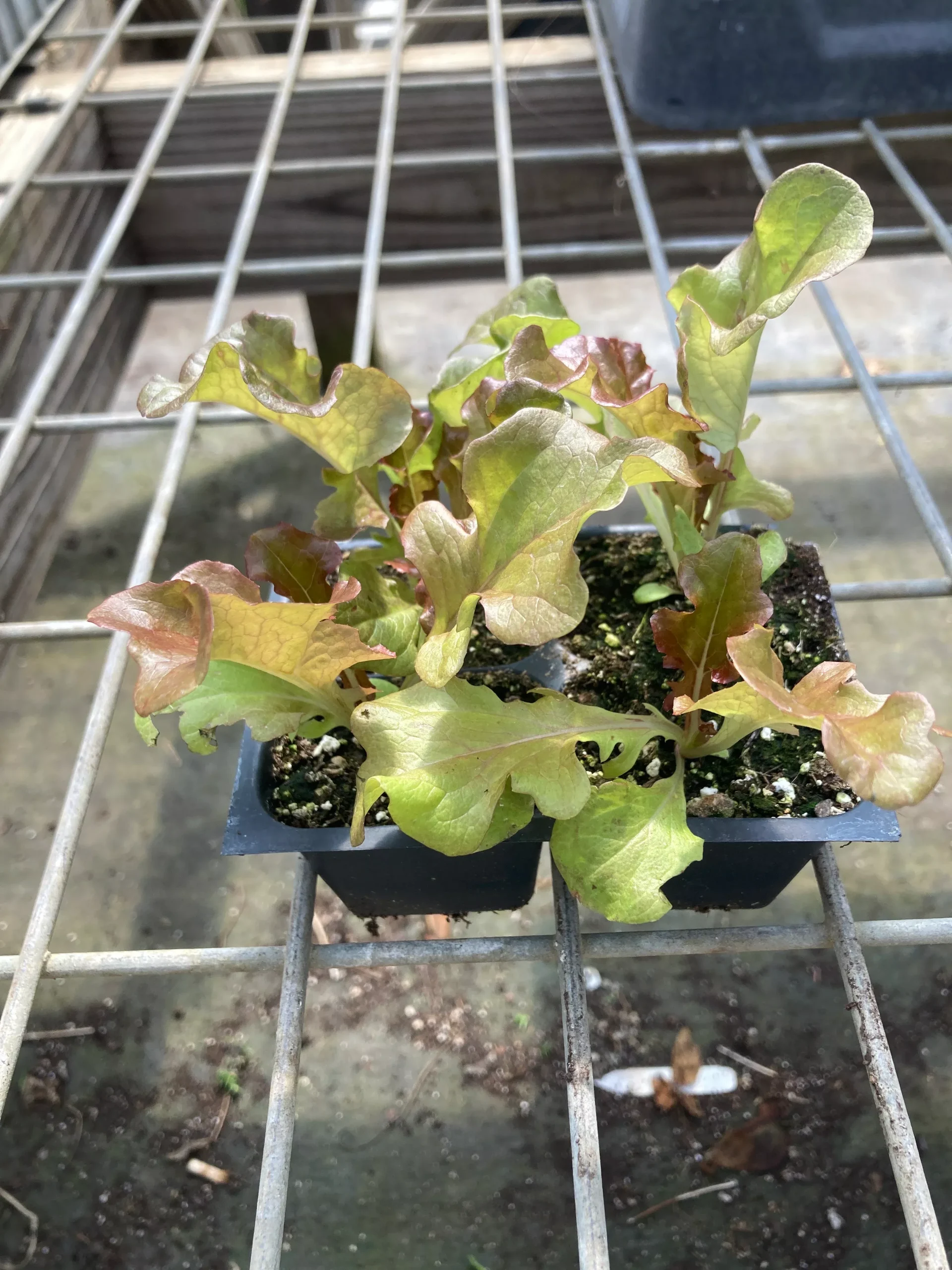 Lettuce, Antares Oakleaf